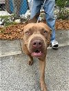 adoptable Dog in  named CHUCK