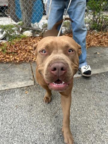 adoptable Dog in Miami, FL named CHUCK