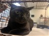 adoptable Cat in miami, FL named ROSE