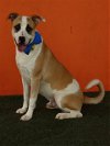 adoptable Dog in  named SPIKE