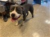 adoptable Dog in miami, FL named ROSCO