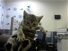 adoptable Cat in miami, FL named SHEEA