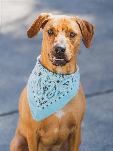 adoptable Dog in Miami, FL named ROCKY