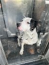 adoptable Dog in miami, FL named PETEY