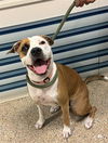 adoptable Dog in Miami, FL named PRINCESA