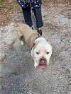 adoptable Dog in miami, FL named SEBASTIAN