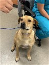adoptable Dog in miami, FL named SAMSON