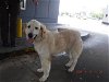 adoptable Dog in miami, FL named NEVIE