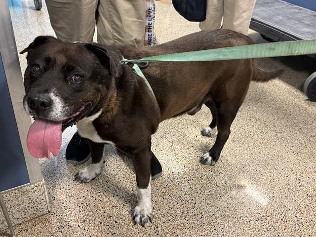 adoptable Dog in Miami, FL named MARK