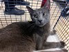 adoptable Cat in miami, FL named SHADOW