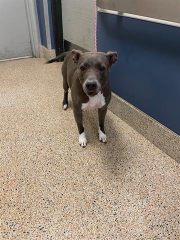 adoptable Dog in Miami, FL named LADY