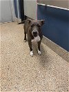 adoptable Dog in  named LADY