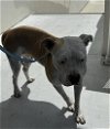 adoptable Dog in miami, FL named MELINDA