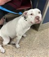 adoptable Dog in miami, FL named MELINA