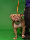 adoptable Dog in miami, FL named BRUNO