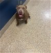 adoptable Dog in  named IRY