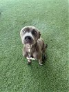 adoptable Dog in , FL named BONNIE