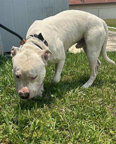 adoptable Dog in Miami, FL named SNOW