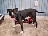 adoptable Dog in  named PRINCE