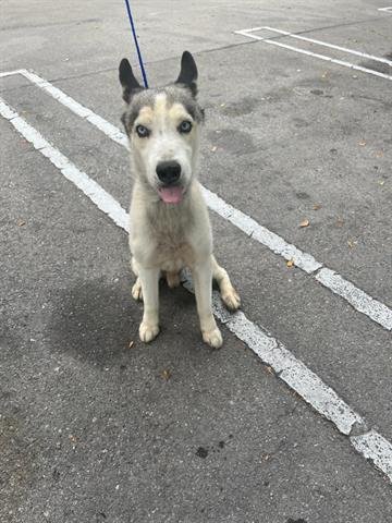 adoptable Dog in Miami, FL named FRANKIE
