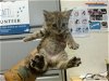 adoptable Cat in miami, FL named MELLY