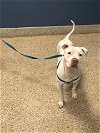adoptable Dog in , FL named BIANCA