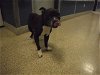 adoptable Dog in miami, FL named BRUCE