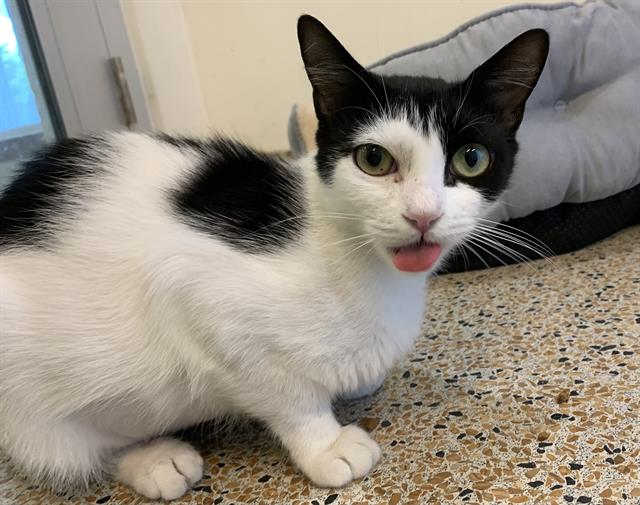 adoptable Cat in Miami, FL named LINDA