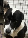 adoptable Dog in  named CHIA