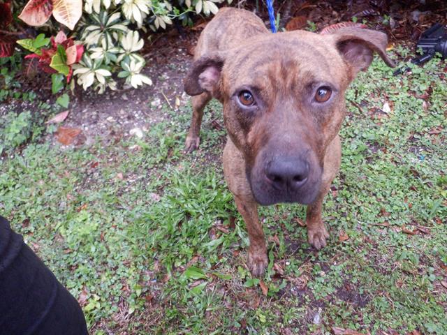 adoptable Dog in Miami, FL named SIBORG