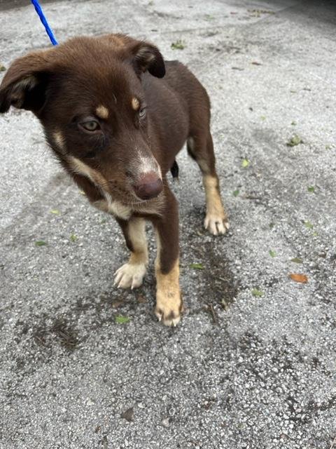 Dog for Adoption - ELLIE, a Siberian Husky in Miami, FL | Alpha Paw