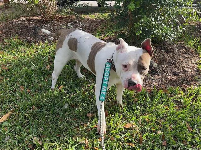 adoptable Dog in Miami, FL named BELLE