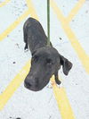 adoptable Dog in Miami, FL named DAISY