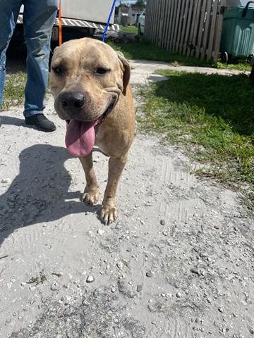 adoptable Dog in Miami, FL named EMILIA