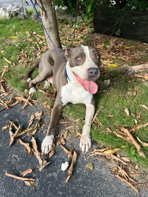 adoptable Dog in Miami, FL named JOKER