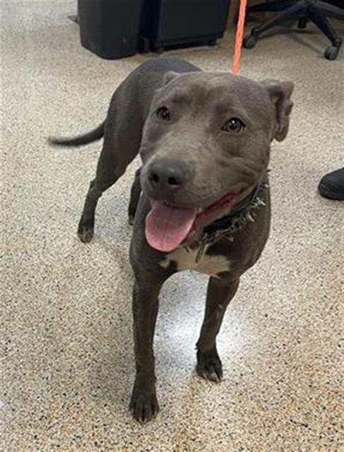 adoptable Dog in Miami, FL named BASIL