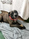 adoptable Dog in Miami, FL named BRUTUS