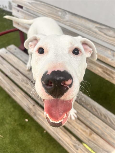 adoptable Dog in Miami, FL named SHINY