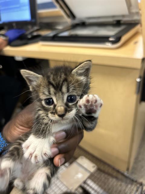 adoptable Cat in Miami, FL named SPIDER-MAN