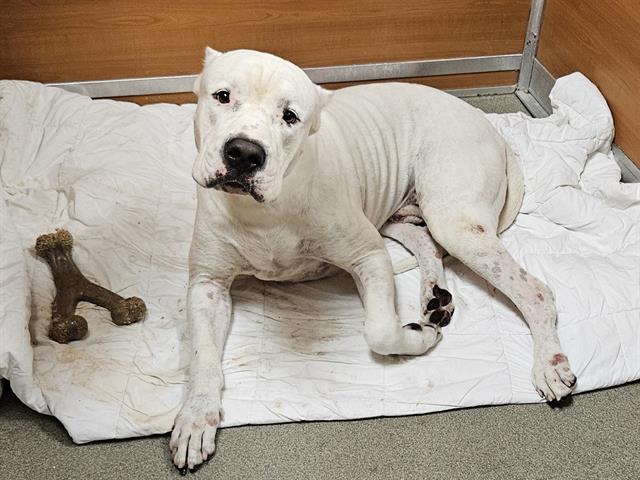 adoptable Dog in Miami, FL named NEON