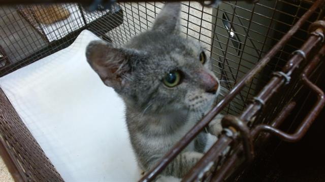 adoptable Cat in Miami, FL named DELIGHT