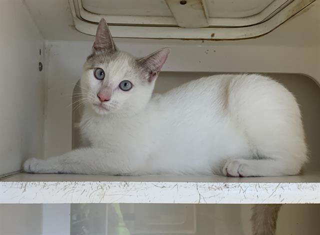 adoptable Cat in Miami, FL named GOGO