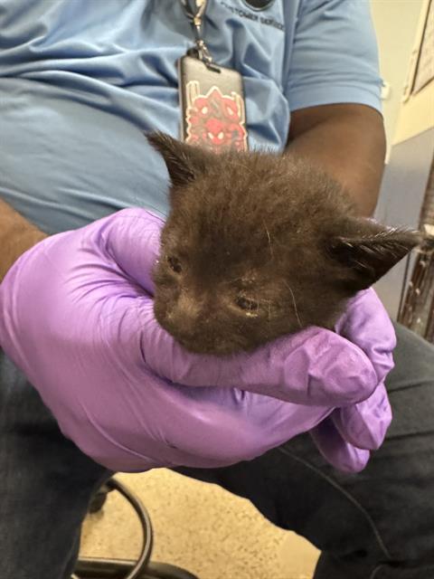 adoptable Cat in Miami, FL named CHARLES