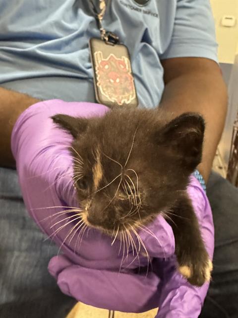 adoptable Cat in Miami, FL named BEETLEJUICE