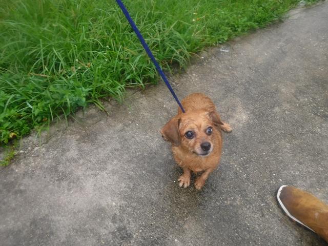 adoptable Dog in Miami, FL named SASSY