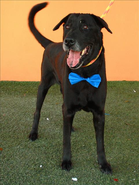 adoptable Dog in Miami, FL named SMOKE