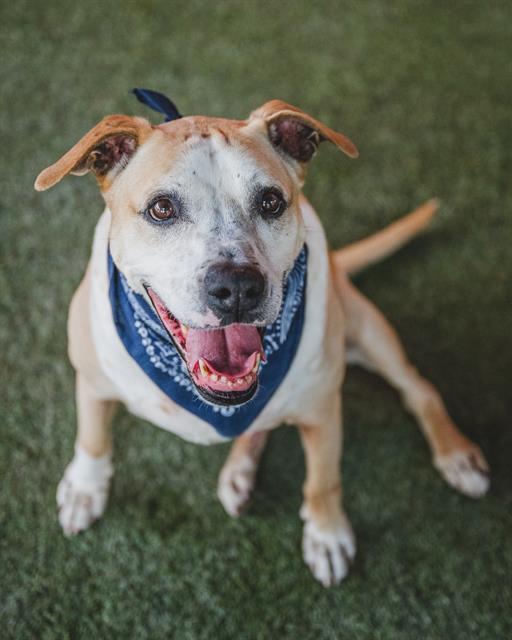 adoptable Dog in Miami, FL named KING