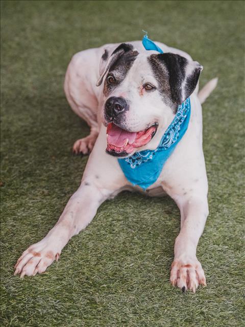 adoptable Dog in Miami, FL named HERCULES