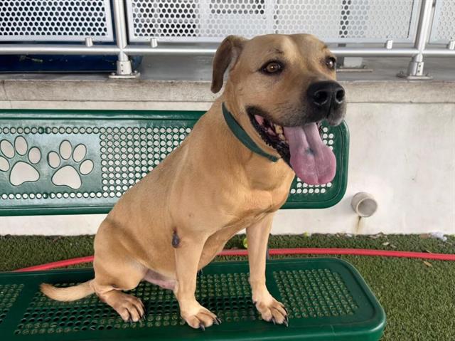 adoptable Dog in Miami, FL named LARRY