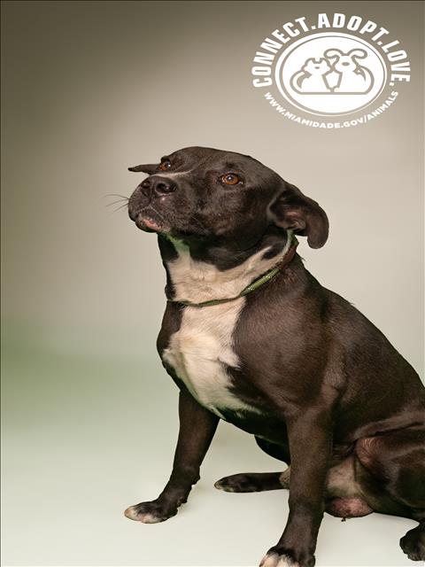 adoptable Dog in Miami, FL named CHOPO